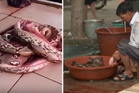 Von einem Wildtiermarkt in China soll das Coronavirus stammen (Symbolbild)