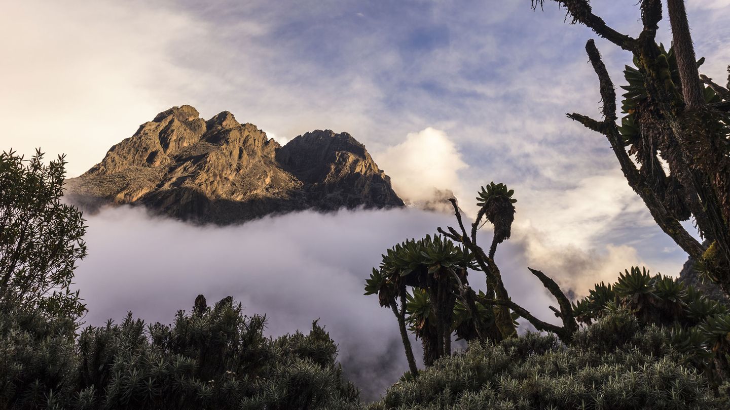 Margherita Peak, Uganda  Der Mount Meru in Tansania ist ein beliebtes "Warm-up" für Trekker, die seinen größeren Cousin, den Kilimandscharo, in Angriff nehmen wollen. Eine mehr als einwöchige Trekkingroute führt vom Trailhead des Nationalparks zum Margherita Peak, dem dritthöchsten Berg Afrikas, und dann als Rundweg zurück.