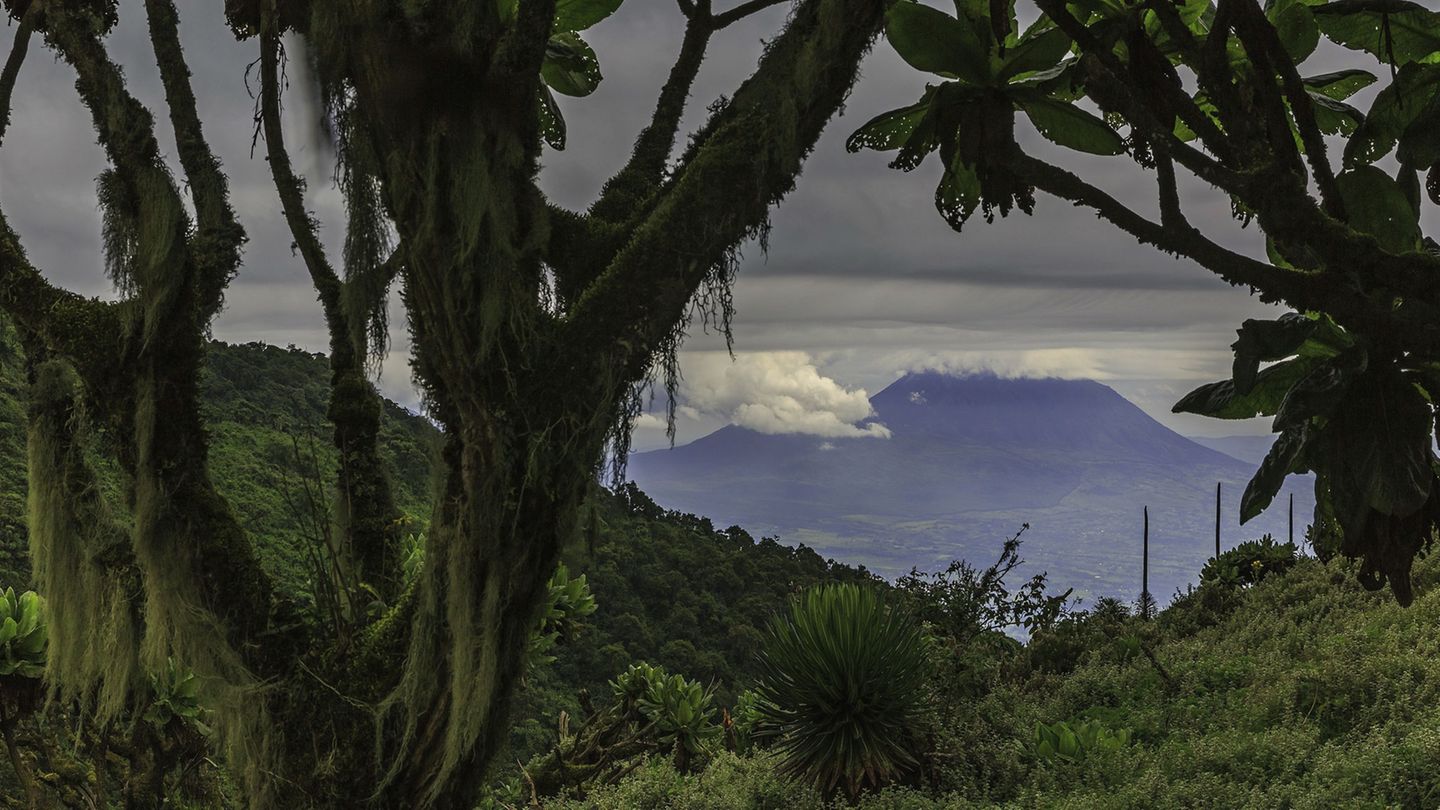 Parc Nacional des Vulcans, Ruanda  Der grüne Dschungel im ruandischen Parc National des Volcans bietet den vom Aussterben bedrohten Berggorillas eine Zuflucht. Hier gibt es einen Rundweg, der sich an einem Tag bewältigen lässt - Tierbeobachtungen inklusive.