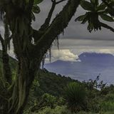 Parc Nacional des Vulcans, Ruanda  Der grüne Dschungel im ruandischen Parc National des Volcans bietet den vom Aussterben bedrohten Berggorillas eine Zuflucht. Hier gibt es einen Rundweg, der sich an einem Tag bewältigen lässt - Tierbeobachtungen inklusive.