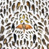 Tote Vögel verschiedenster Arten