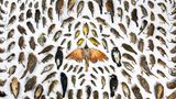The Big Picture Tote Vögel verschiedenster Arten