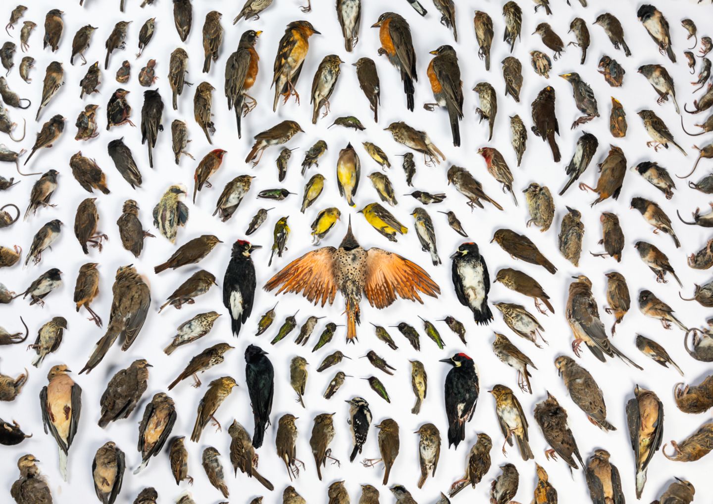The Big Picture Tote Vögel verschiedenster Arten