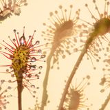 Sonnentau mit Schatten