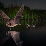 Eine Fledermaus fliegt über ein Gewässer und trinkt