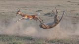 Ein Gepard greift in einer Saltobewegung nach einer Antilope