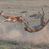 Ein Gepard greift in einer Saltobewegung nach einer Antilope