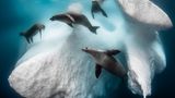 Robben kreisen um einen schwimmenden Eisblock