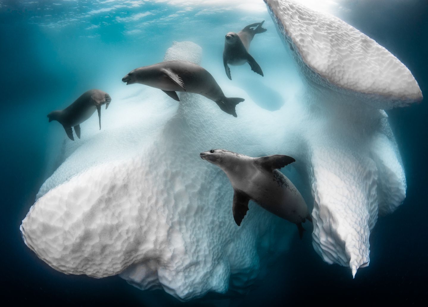 The Big Picture Robben kreisen um einen schwimmenden Eisblock
