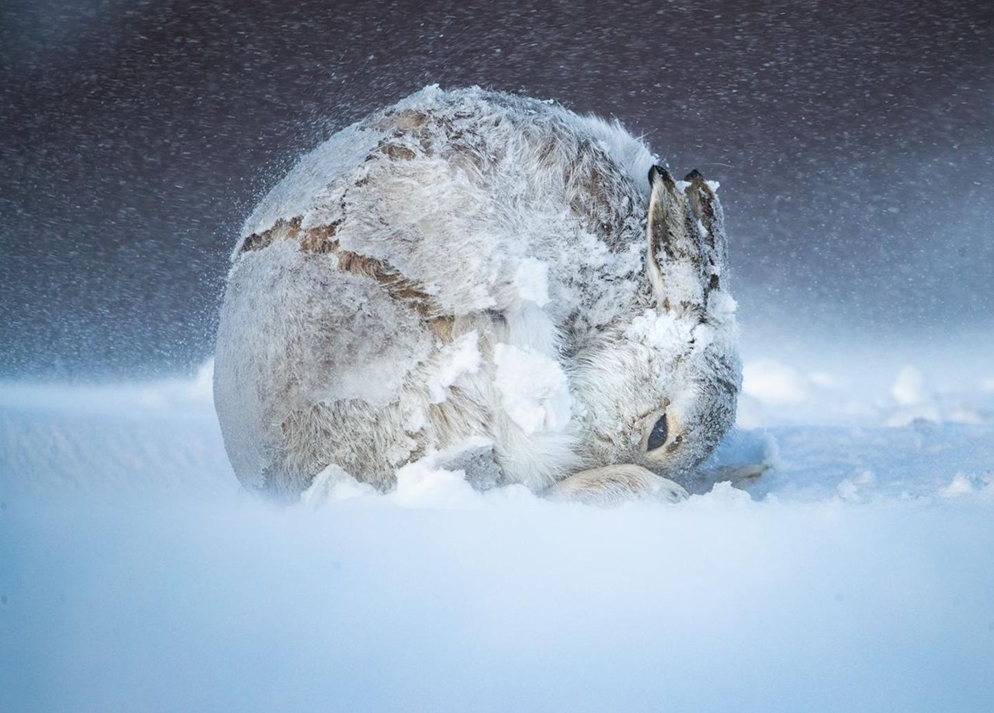 Ein zur Kugel gerollter Hase kauert im Schnee