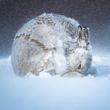 Ein zur Kugel gerollter Hase kauert im Schnee