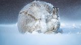 Ein zur Kugel gerollter Hase kauert im Schnee