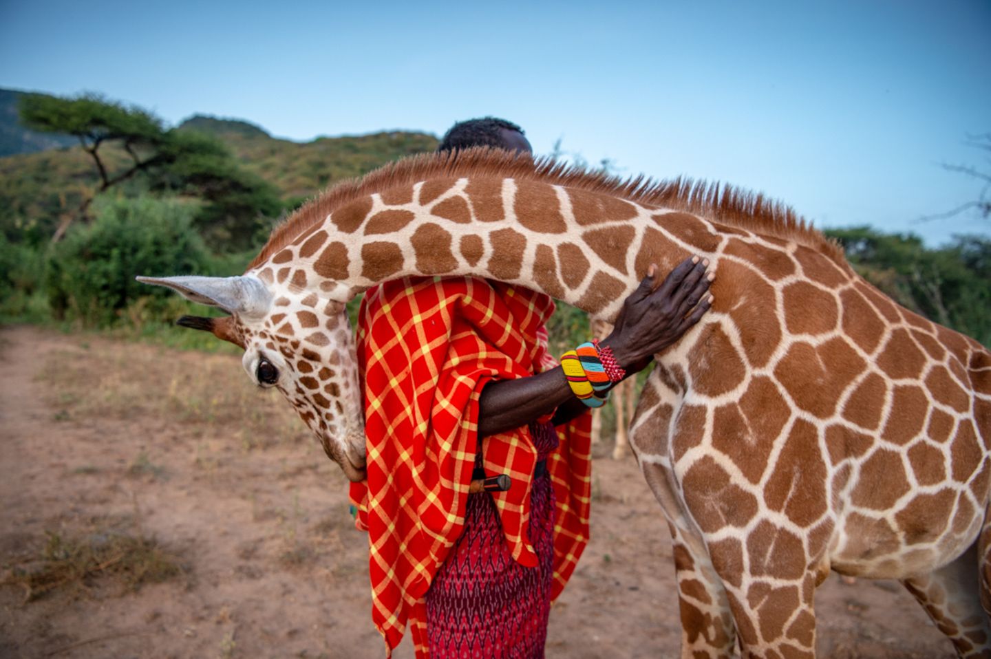 The Big Picture Ein Afrikaner und eine Giraffe schmusen