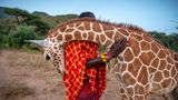Ein Afrikaner und eine Giraffe schmusen