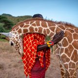 Ein Afrikaner und eine Giraffe schmusen