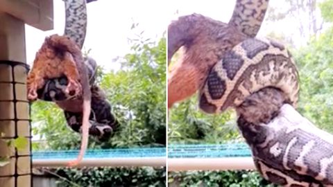 Bizarres Zeitraffer-Video: Python frisst Opossum, während er vom Dach hängt