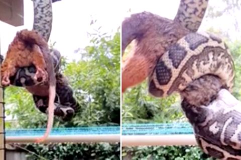 Bizarres Zeitraffer-Video: Python frisst Opossum, während er vom Dach hängt