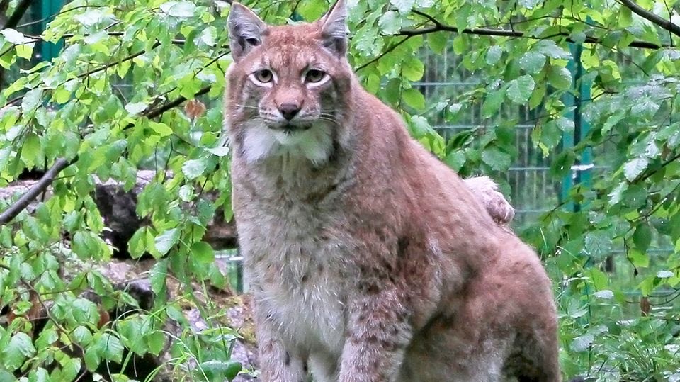 nachrichten deutschland - luchs nachrichten deutschland - luchs