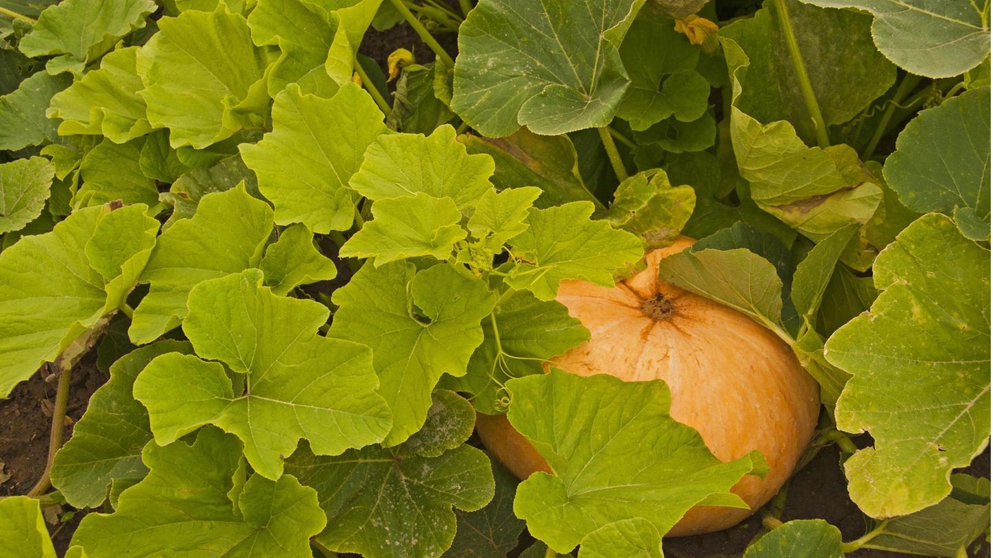 Kürbis pflanzen: Gelber Hokkaidokürbis unter Blättern