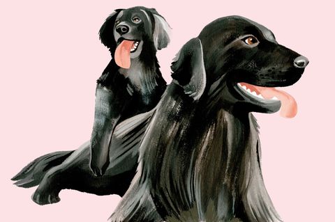 Zwei illustrierte Hunde mit heraushängender Zunge