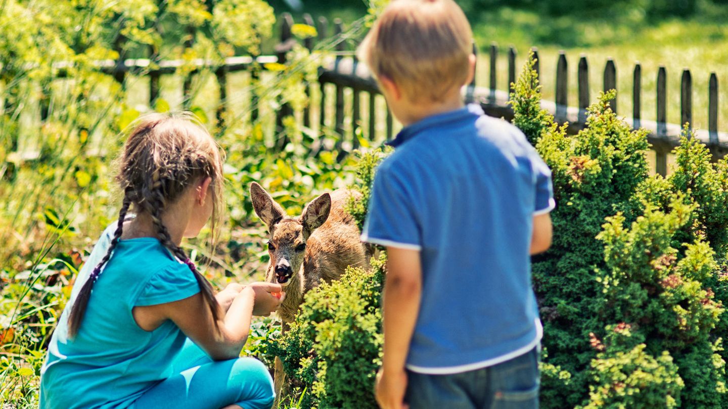 Kinder füttern ein Rehkitz