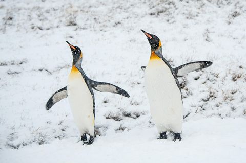 Zwei Königspinguine im Schnee der Antarktis