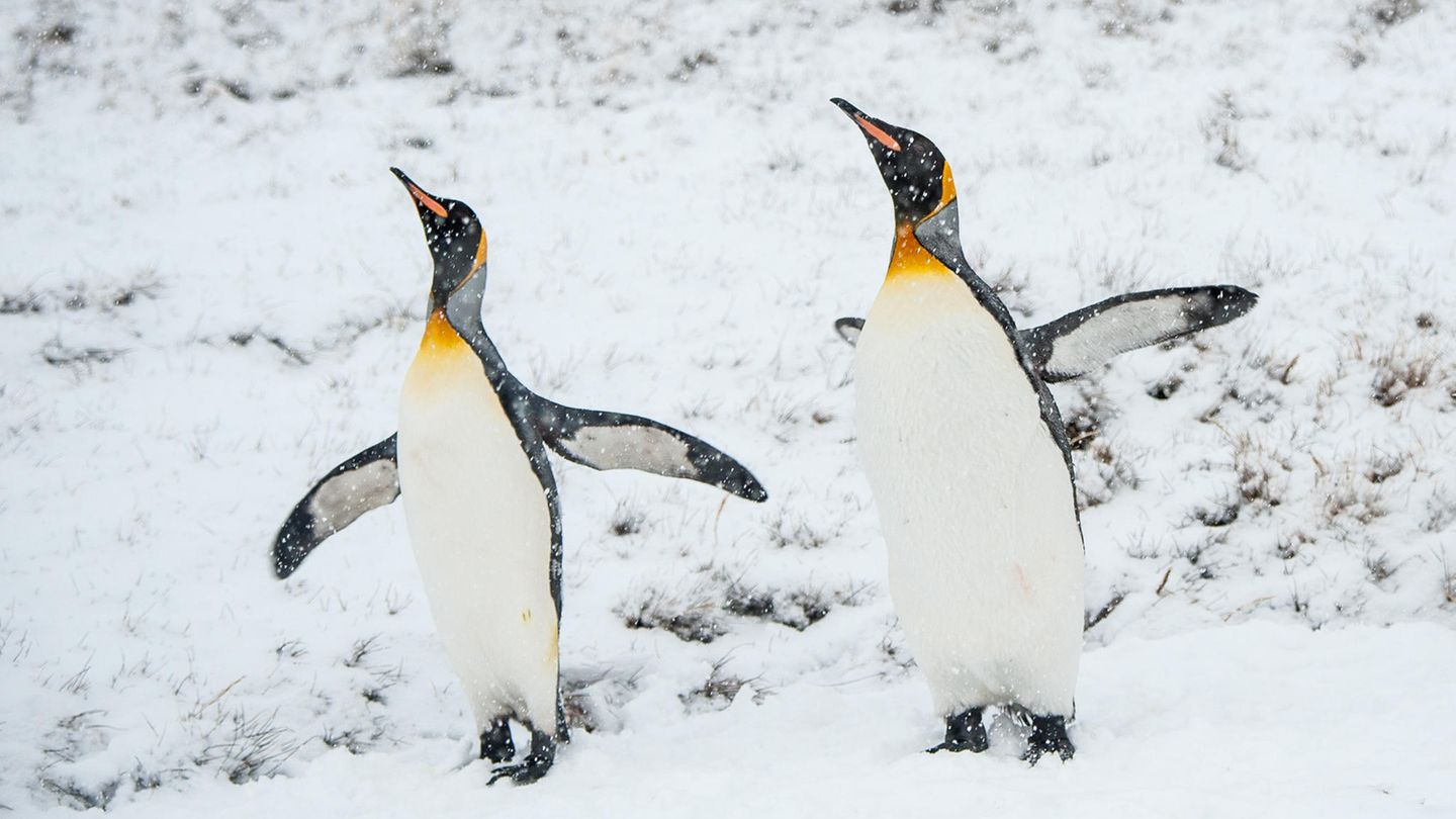 Zwei Königspinguine im Schnee der Antarktis