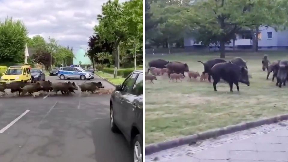 Eine Wildschweinrotte in Berlin