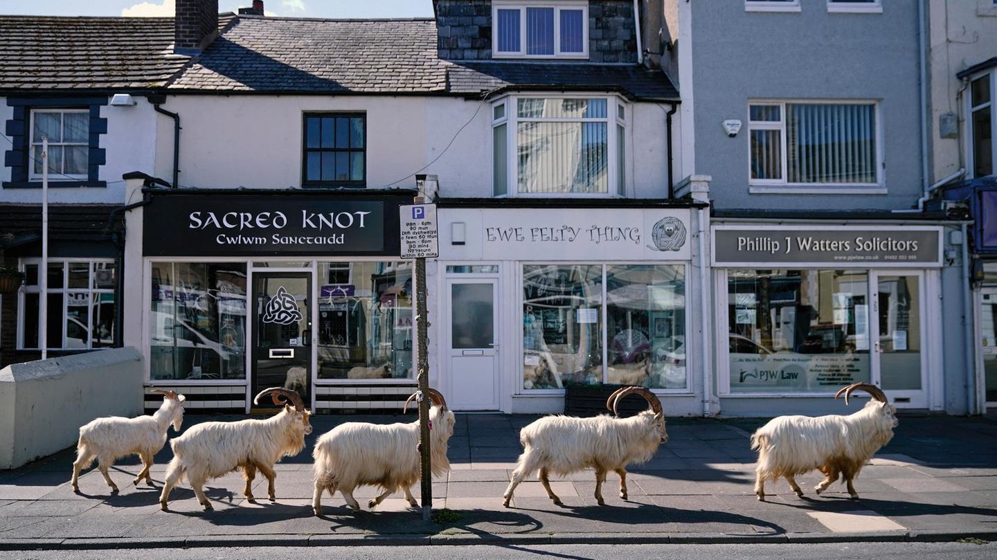 Kaschmirziegen Kaschmirziegen