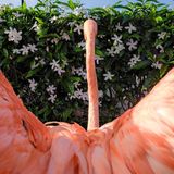 Bob spreizt sein Gefieder nach einem Bad im Salzwasserpool