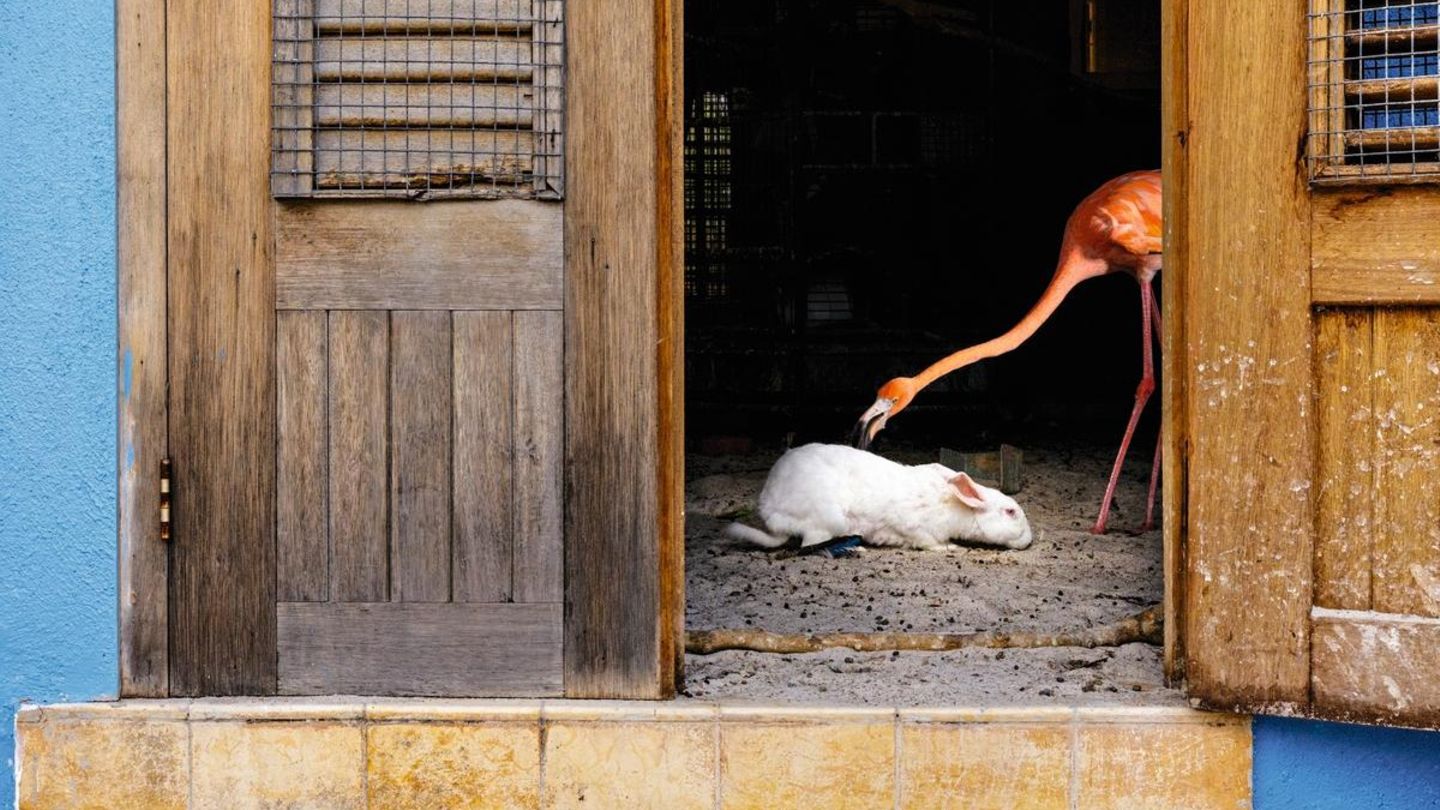 Flamingo Bob