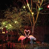 Tête-à-tête im Garten