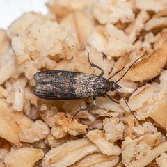 Motten effektiv bekämpfen