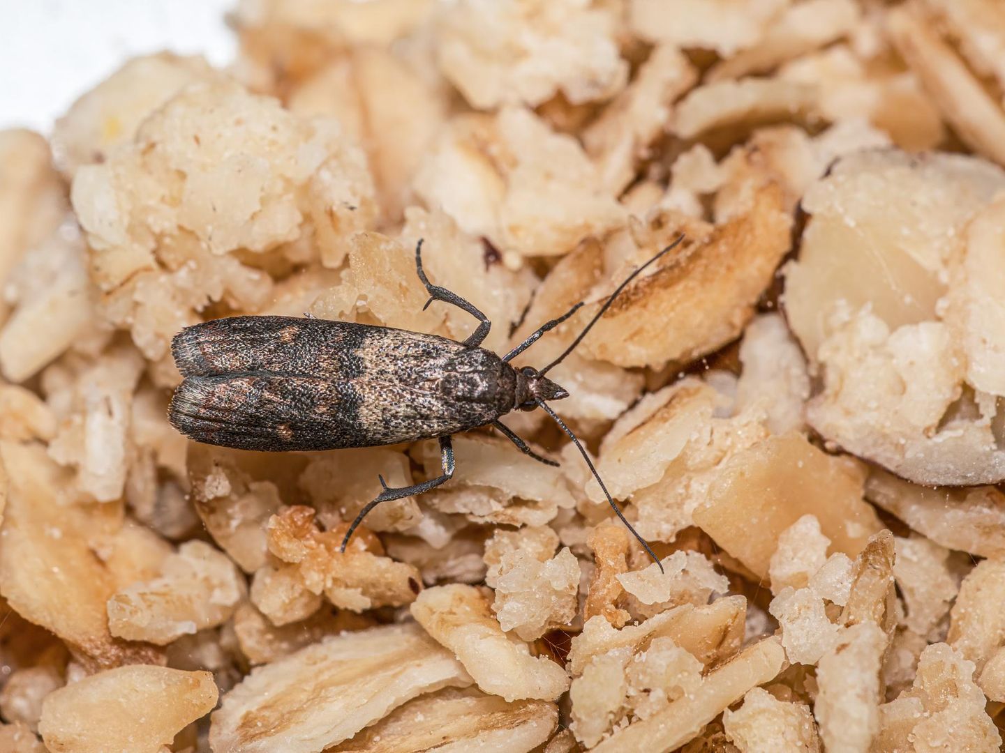 motten bekämpfen: erste maßnahmen für küche und kleiderschrank