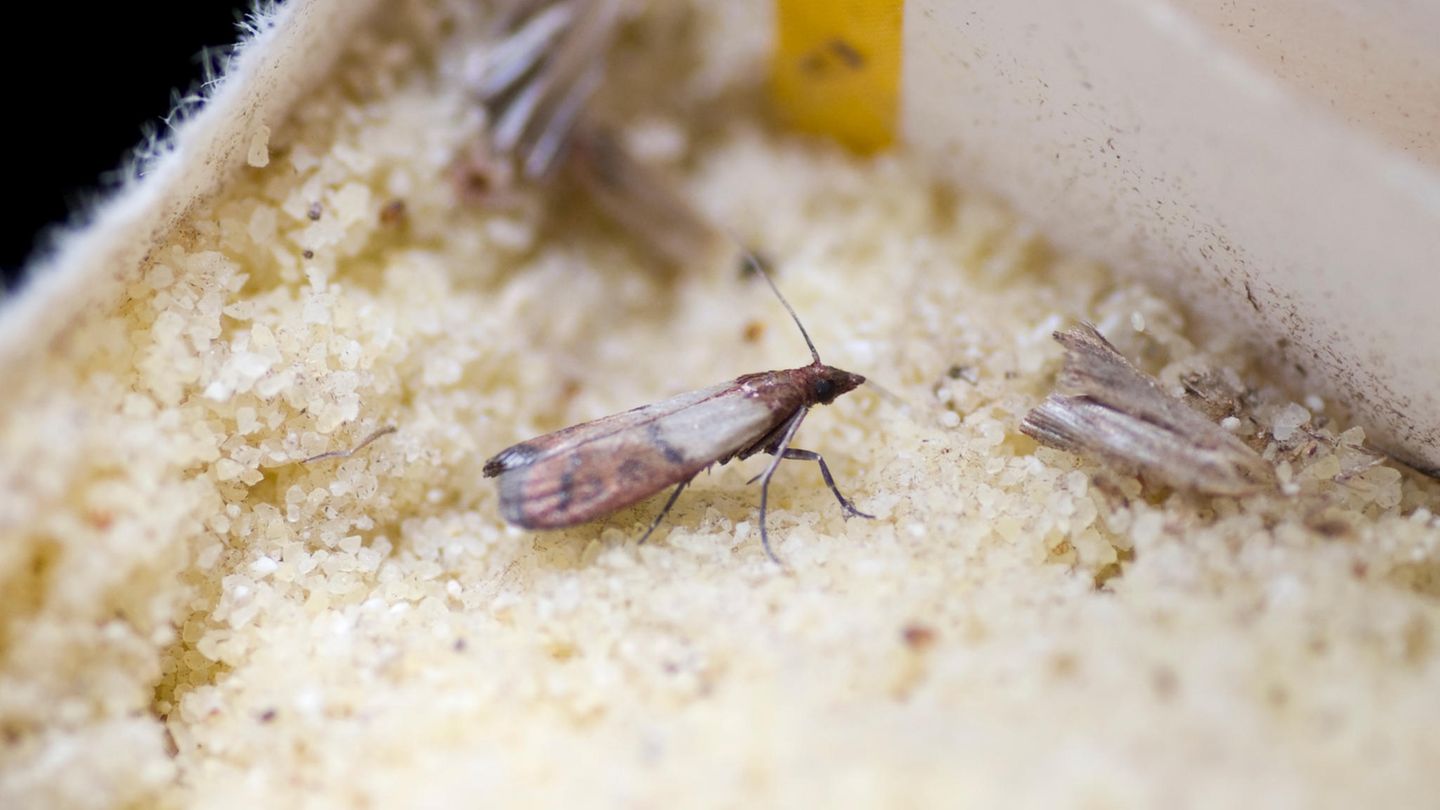 Schädlinge: Motten bekämpfen