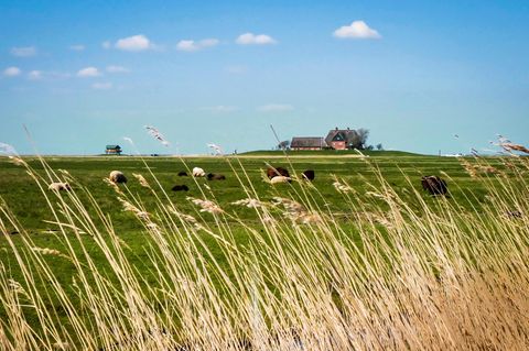 Weite, Wiesen, grasende Schafe