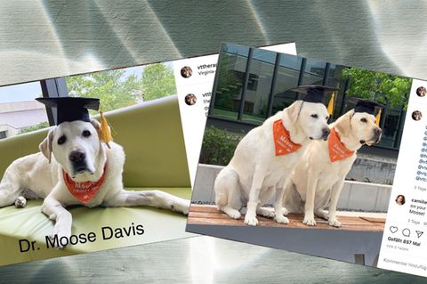 Die Therapiehunde der Virginia Tech bei ihrer Abschlussfeier