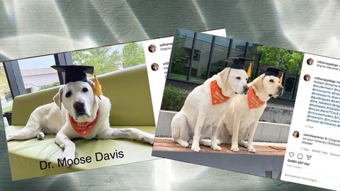 Die Therapiehunde der Virginia Tech bei ihrer Abschlussfeier