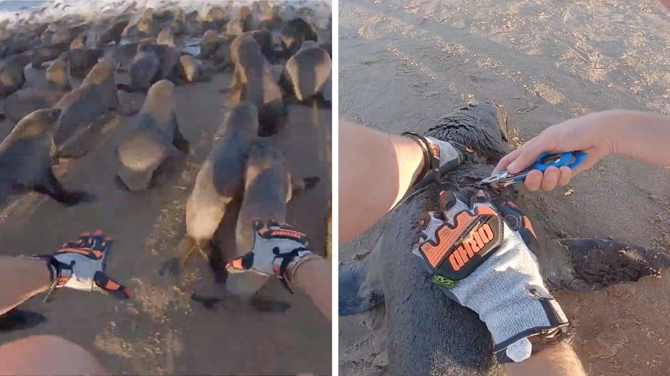 Diese dramatischen Aufnahmen zeigen die Rettung von Robben an der Küste Namibias. Diese dramatischen Aufnahmen zeigen die Rettung von Robben an der Küste Namibias.