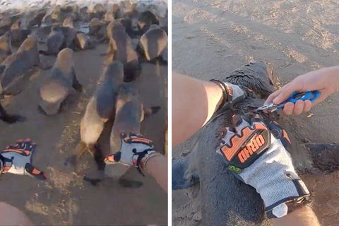 Diese dramatischen Aufnahmen zeigen die Rettung von Robben an der Küste Namibias.