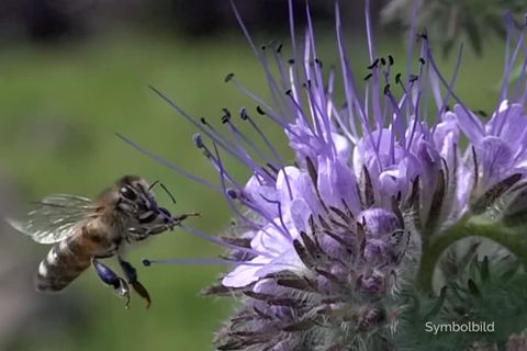 Eine Biene fliegt an eine violette Blüte heran