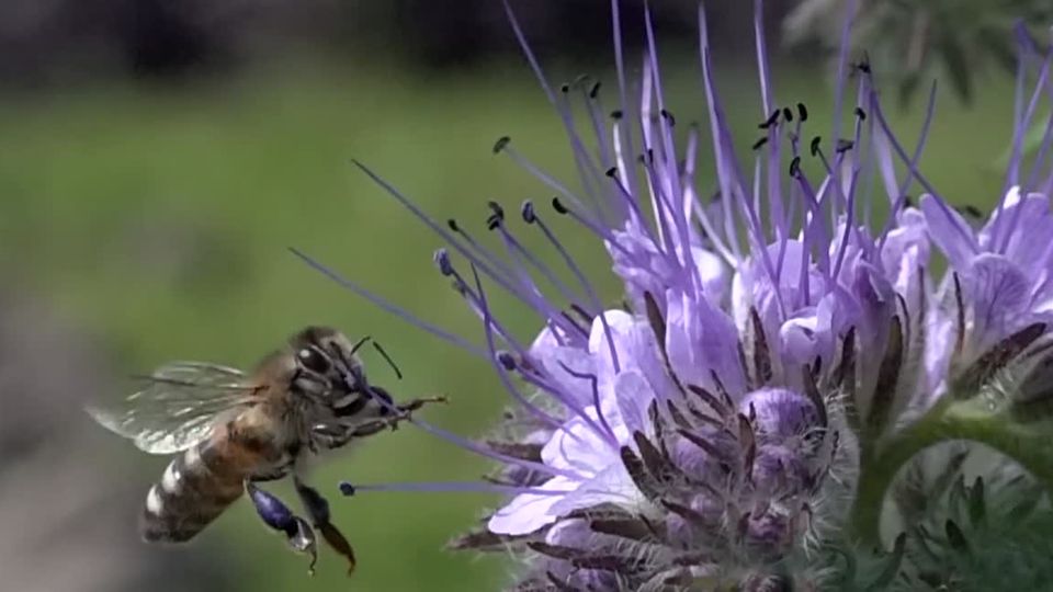 Eine Biene fliegt an eine violette Blüte heran
