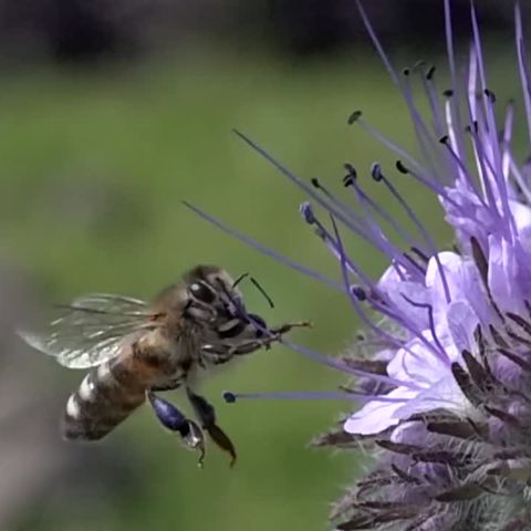 Eine Biene fliegt an eine violette Blüte heran