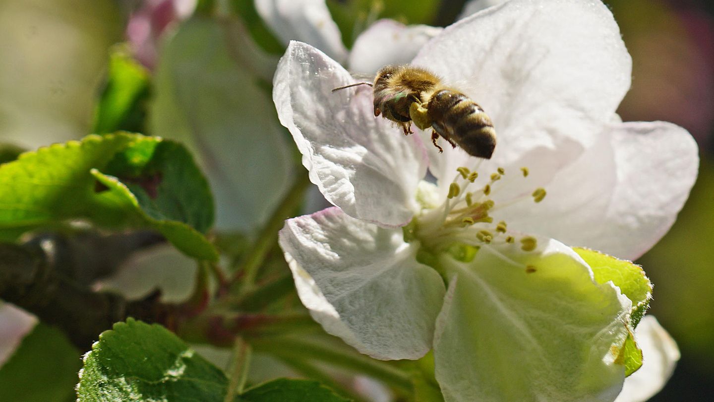 Insektensterben: Viele Bienen, Käfer und Krabbeltiere stehen kurz davor, auszusterben - so können wir sie retten