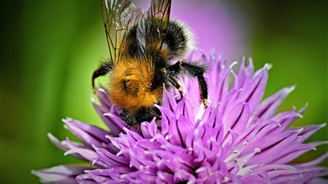 Insektensterben: Viele Bienen, Käfer und Krabbeltiere stehen kurz davor, auszusterben - so können wir sie retten