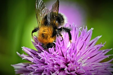 Insektensterben: Viele Bienen, Käfer und Krabbeltiere stehen kurz davor, auszusterben - so können wir sie retten