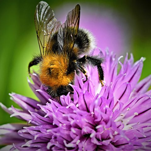 Insektensterben: Viele Bienen, Käfer und Krabbeltiere stehen kurz davor, auszusterben - so können wir sie retten