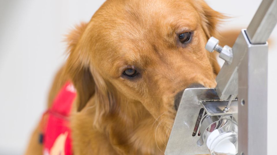Forscher trainieren Hunde Covid-19-Infizierte zu identifizieren – mit der Nase Forscher trainieren Hunde Covid-19-Infizierte zu identifizieren – mit der Nase