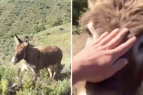 Ismael Fernández besucht seinen Esel Baldomera in der bergigen Landschaft in Südspanien.
