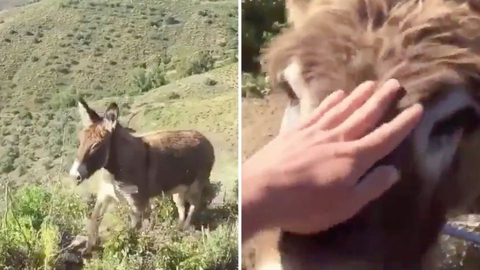 Ismael Fernández besucht seinen Esel Baldomera in der bergigen Landschaft in Südspanien.